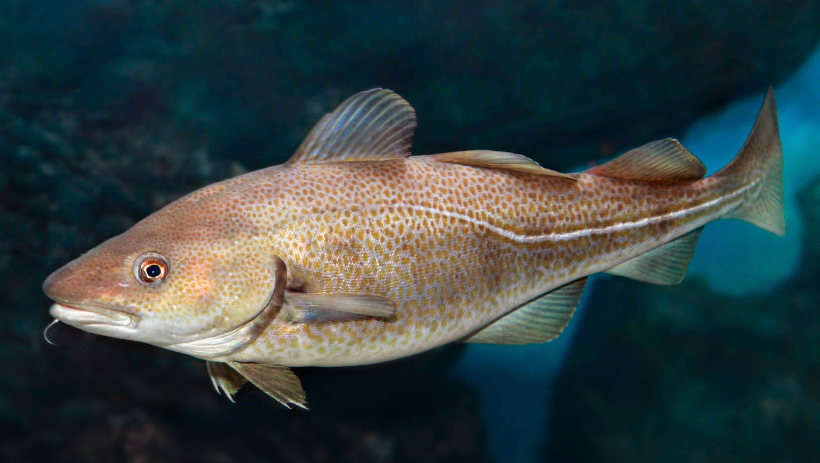 featured image for Fish are shrinking, according to new study co-authored by McGill