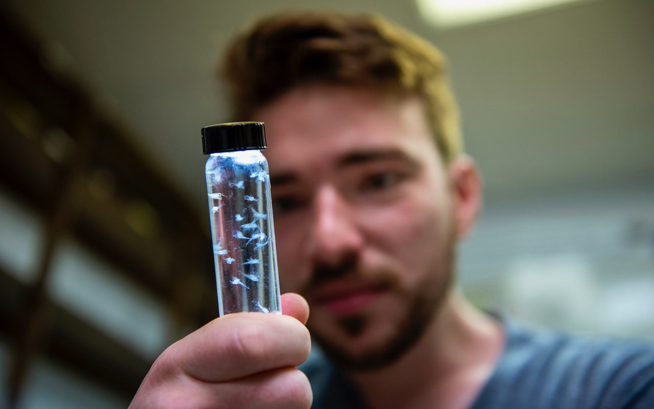 featured image for New methods complement old in revealing diet of larval lobsters 