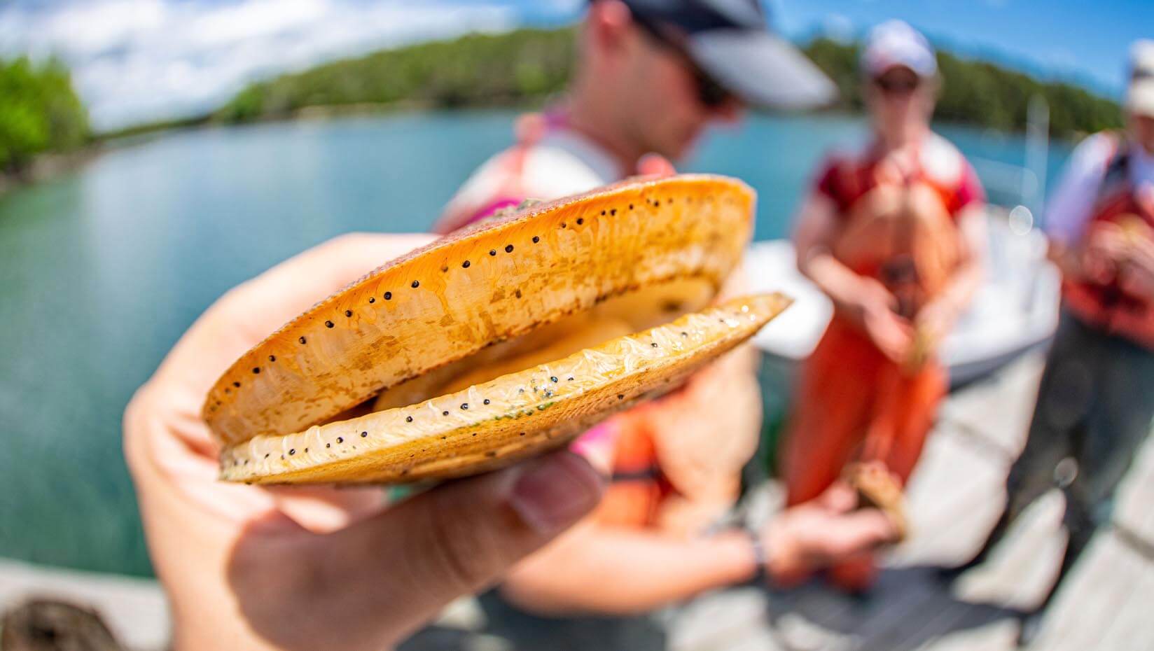 featured image for UMaine research compares most cost-effective methods for Atlantic sea scallop aquaculture
